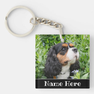 Personlig Cavalier Kung Charles Spain Hund
