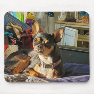 Personlig Chihuahuahund Foto Musmatta