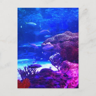 Personlig Coral Reef Vykort