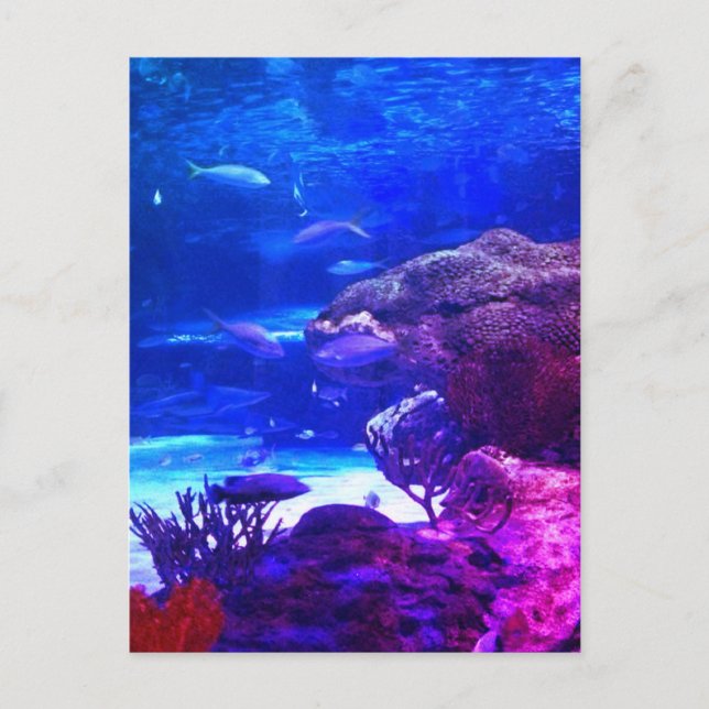 Personlig Coral Reef Vykort (Framsida)