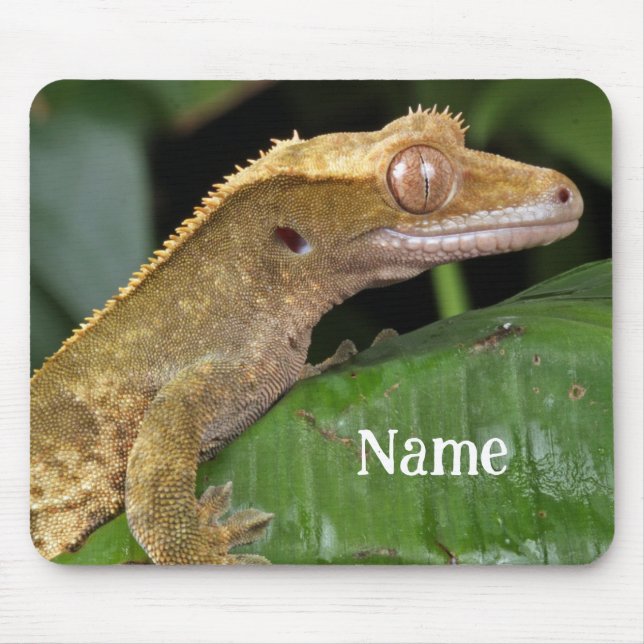Personlig Crested Gecko Pet Lizard Musmatta (Framsidan)