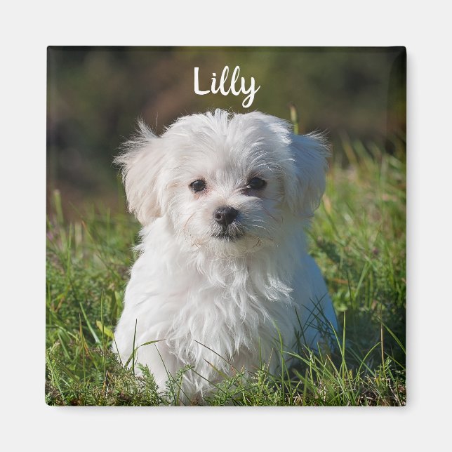 Personlig Cute Fluffy White Malta Puppy Hund Magnet (Framsidan)