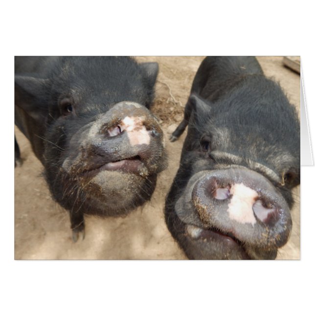 Personlig Dubbla Snouts Black Mini Grisar Hälsningskort (Framsidan Horizontal)