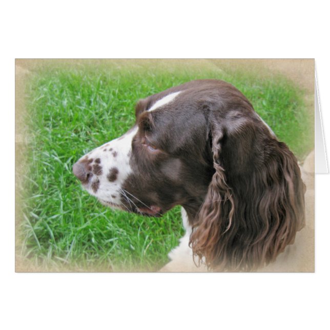 Personlig English Springer Spain Profile OBS Kort (Framsidan Horizontal)