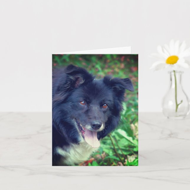 Personlig för leende av Gräns Collie Cute Hund Kort (Liten växt)