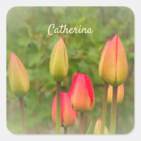 Personlig Foto av Red and Gult Tulips