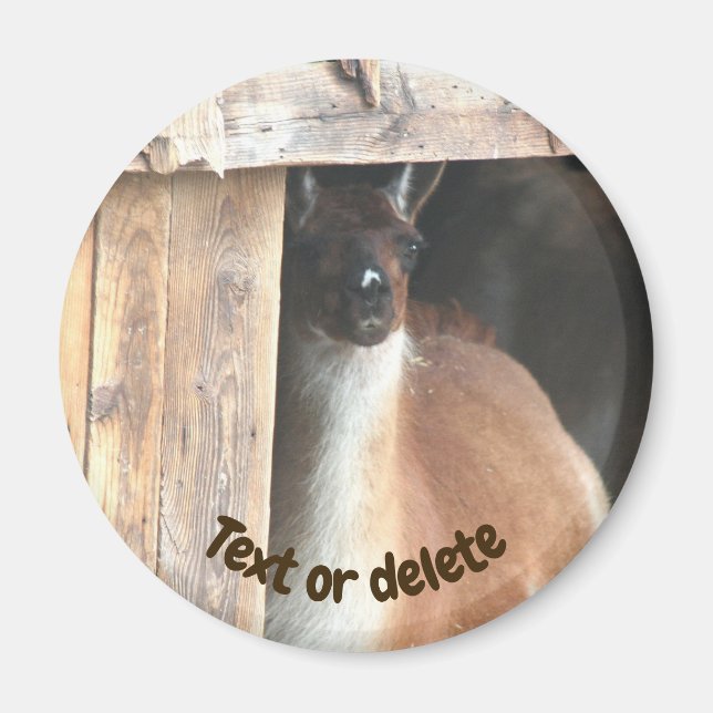 Personlig gårdsdjurspresent med söt lama magnet (Framsidan)