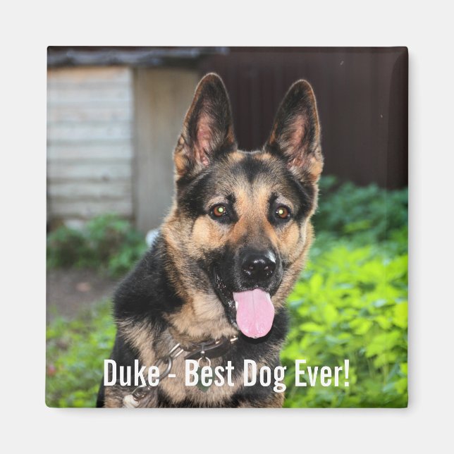 Personlig German Shepherd Hund Photo, Hund Magnet (Framsidan)