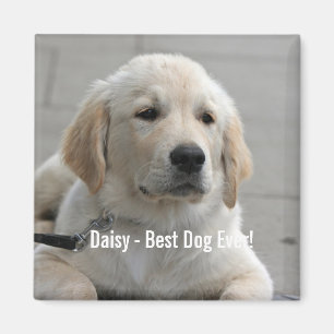 Personlig Golden Retriever Hund Photo and Namn Magnet