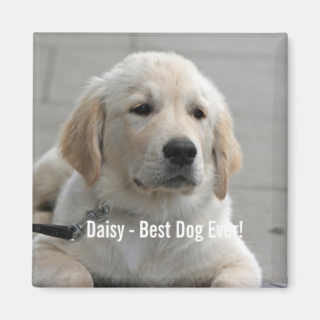 Personlig Golden Retriever Hund Photo and Namn Magnet (Framsidan)