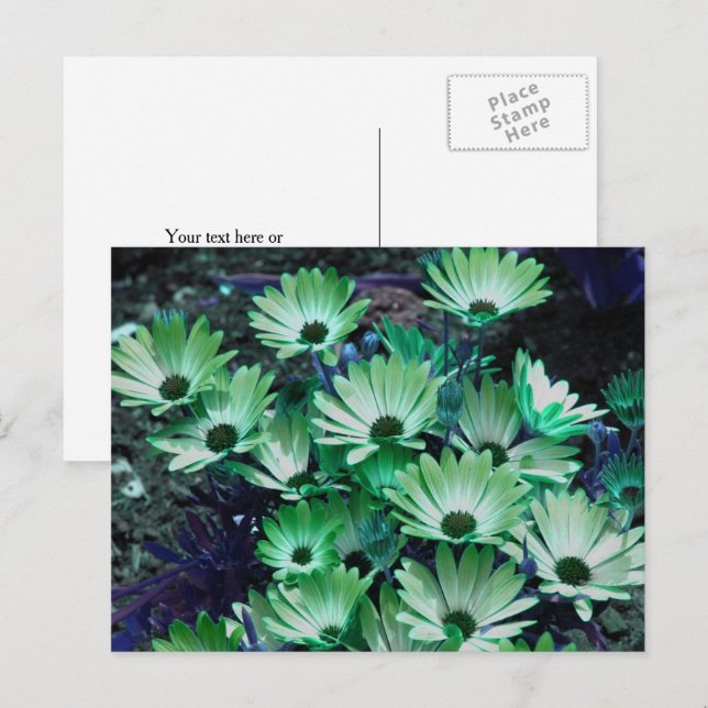 Personlig Grön Afrikansk Prästkrage Blomma Vykort (Fram/baksida)