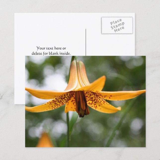 Personlig kanadensis lilja blomfotografering vykort (Fram/baksida)