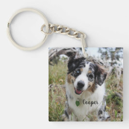 Personlig Merle Australian shepherd Puppy