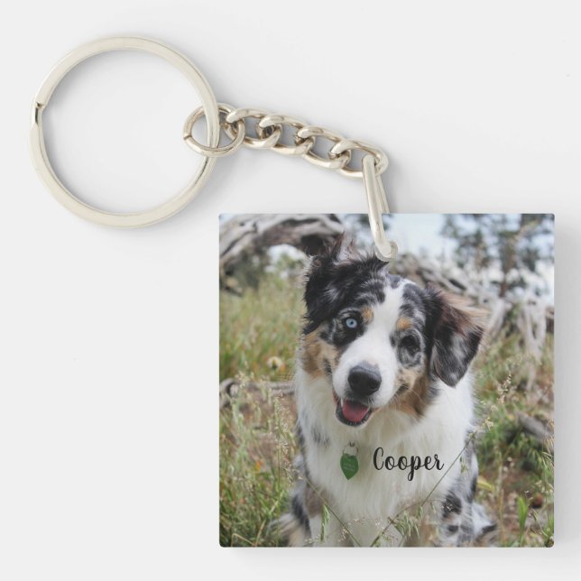 Personlig Merle Australian shepherd Puppy (Framsidan)