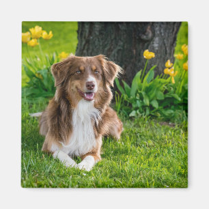 Personlig Modern Australian shepherd Hund Photo Magnet