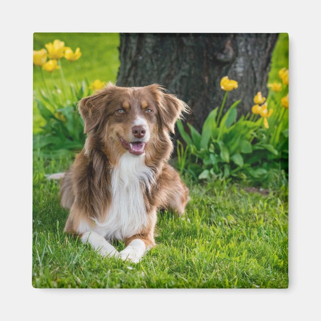Personlig Modern Australian shepherd Hund Photo Magnet (Framsidan)