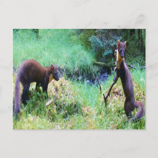Personlig Mr & Mrs Pine Marten Välkomstkort Vykort (Framsida)