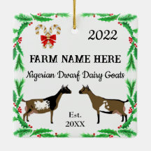 Personlig Nigerian Dwarf Dairy Goat jul