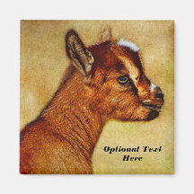 Personlig Nigerian Dwarf Dairy Goat Kid