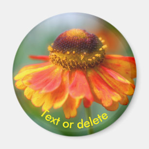 Personlig Orange Gul Zinna Tusenskönas Blomma Magnet