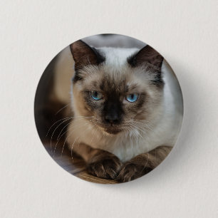 Personlig Pet Cat-bild Lägg till ditt eget foto Knapp