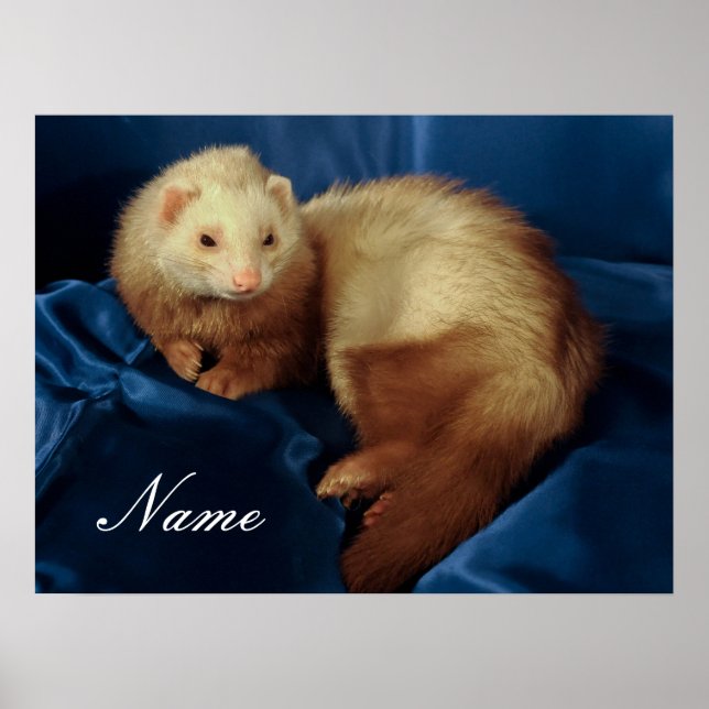 Personlig Pet Ferret Poster (Framsidan)