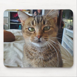 Personlig Pet Kitten Cat Photo Musmatta