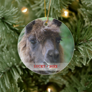 Personlig Pet Llama Photo & Namn Julgran Julgransprydnad Keramik