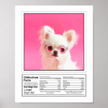 Personlig Photo Hund aveln Facts Chihuahua