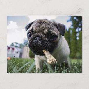 Personlig Pug Hund Photo och Namn Vykort