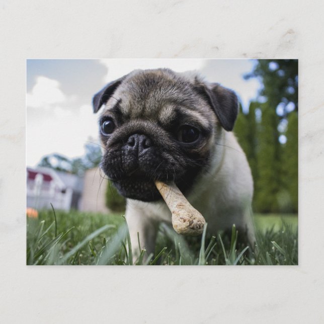Personlig Pug Hund Photo och Namn Vykort (Framsida)