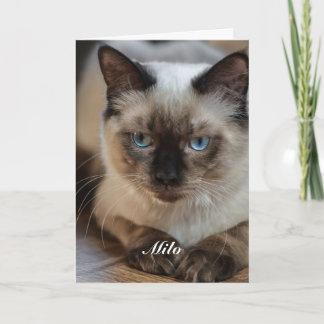 Personlig Ragdoll Katt Foto och Namn Kort