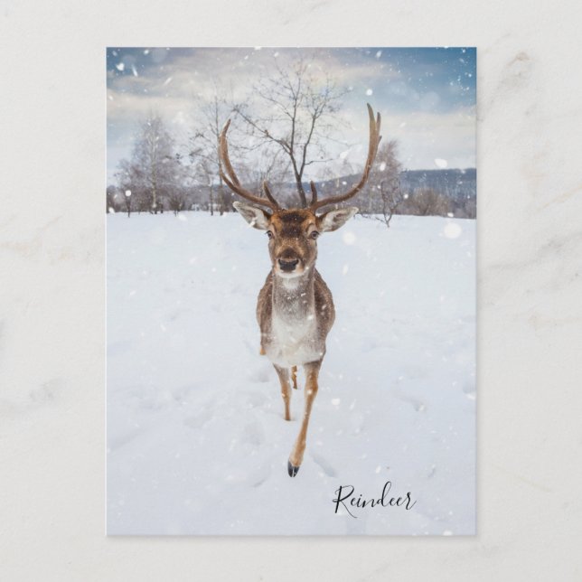 Personlig Reindeer Photo Vykort (Framsida)