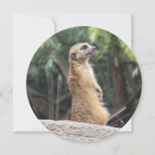 Personlig Round Meerkat Greeting Card Julkort