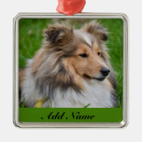 Personlig Shetland Sheepdog - Sheltie Hund