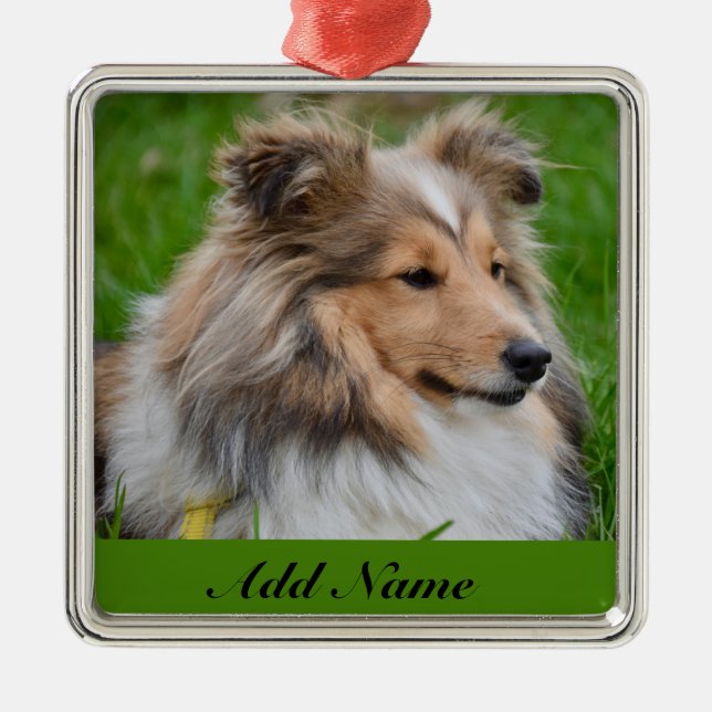 Personlig Shetland Sheepdog - Sheltie Hund Julgransprydnad Metall (Framsidan)