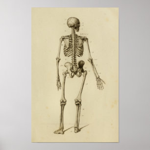 Personlig Skeleton Anatomy Print Posterior Poster