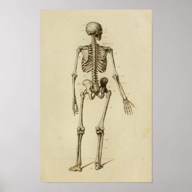 Personlig Skeleton Anatomy Print Posterior Poster (Framsidan)