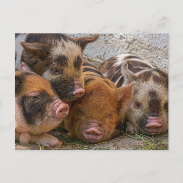 Personlig Skräddarsydd Postkort Med Egen Bild & Te Vykort (Framsida)