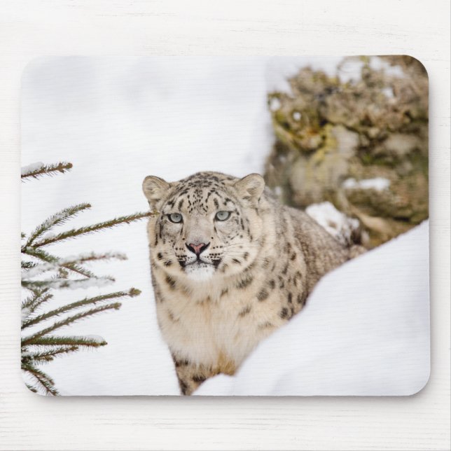 Personlig Snö Leopard Vild Animal Musmatta (Framsidan)