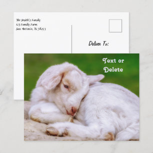 Personlig Sömnig Baby Goat Kid Vykort