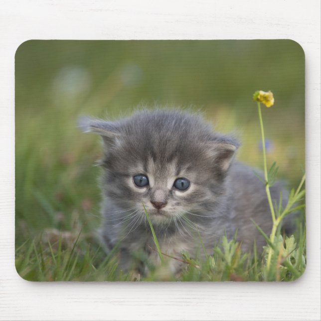 Personlig Söt Liten Katt Musmatta (Framsidan)