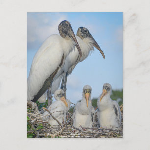 Personlig "Stork Family" vykort