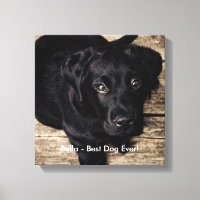 Personlig Svart lab Hund Foto och Hund Namn