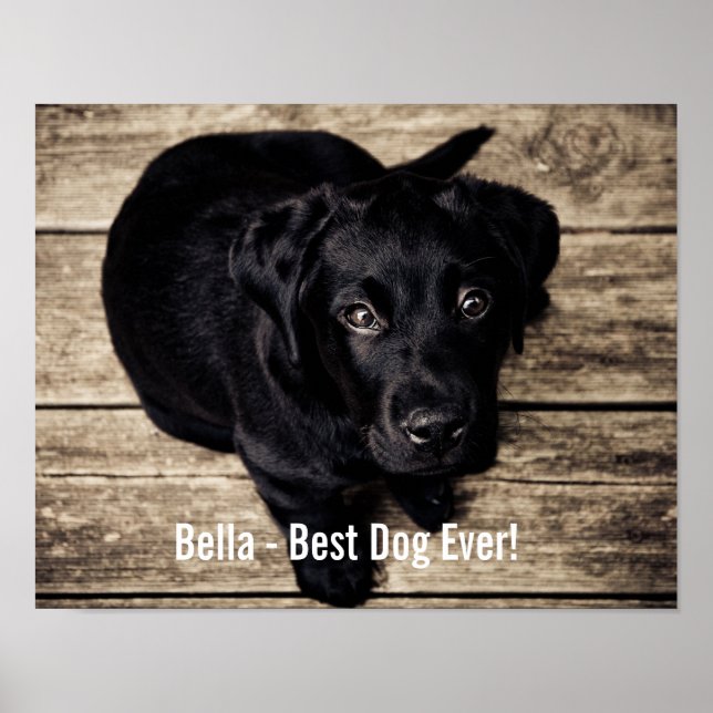 Personlig Svart lab Hund Foto och Hund Namn Poster (Framsidan)
