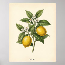 Personlig Vintage Citron Botanisk Farmhouse Kit