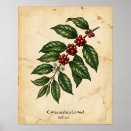 Personlig Vintage Kaffeväxta Botanisk Poster
