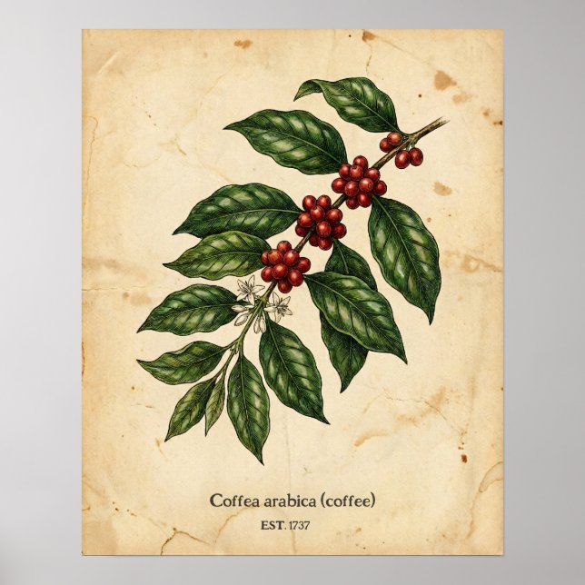 Personlig Vintage Kaffeväxta Botanisk Poster (Framsidan)