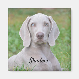 Personlig Weimaraner Puppy Hund Magnet