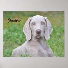 Personlig Weimaraner Puppy Hund Poster